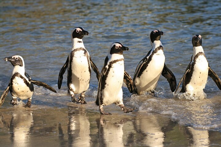 Table Mountain, Cape Point, Penguins & Bo-Kaap Full-Day Tour - Photo 1 of 25